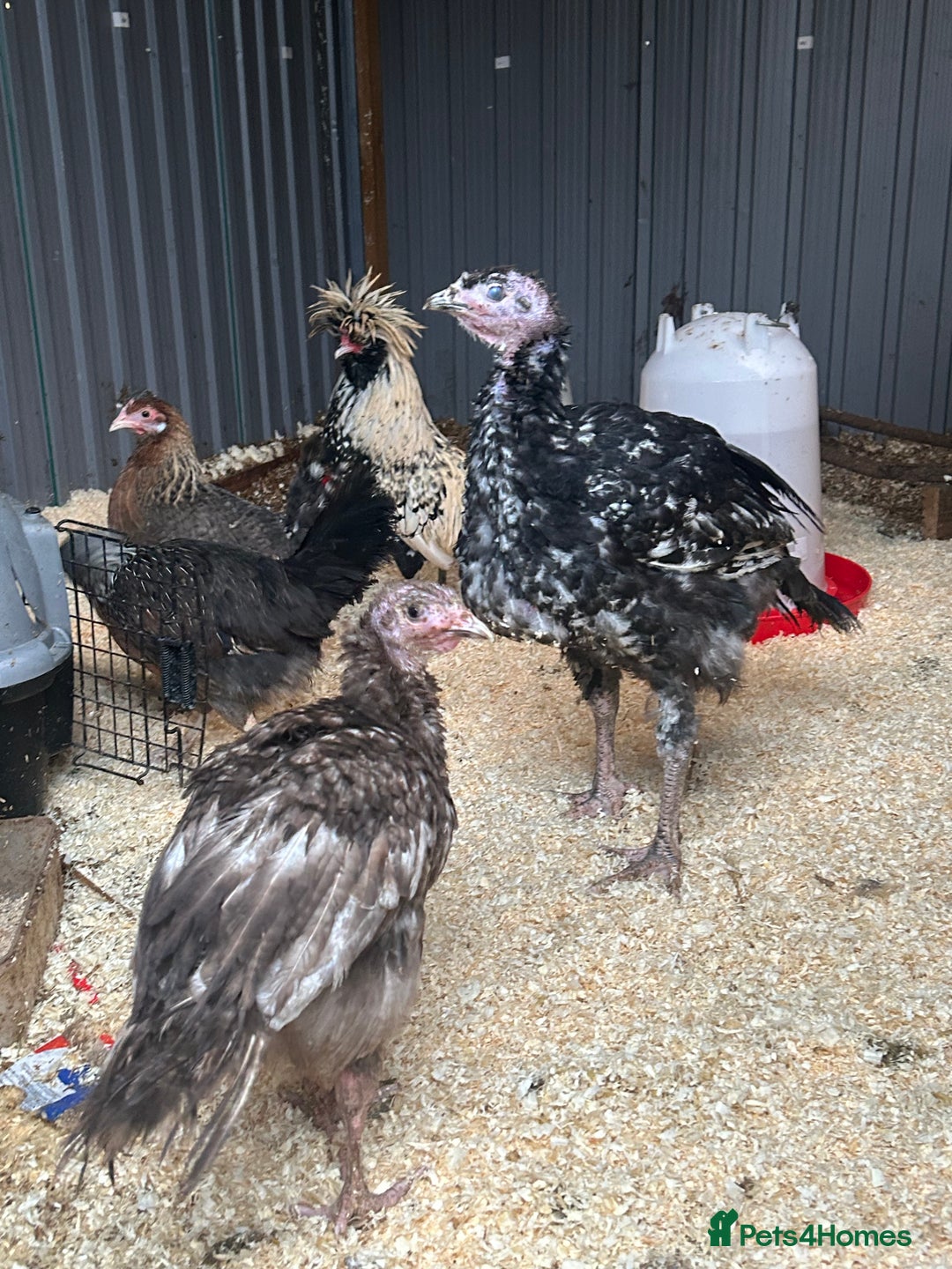 Mixed Breed poultry for sale: Mixed Poultry for Sale (See Description) - Advert 2