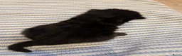 British Longhair cats for sale: *1 LEFT* British Longhair X Maine Coon Kittens - Advert 26