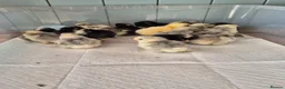 Chickens poultry for sale: Pekin bantam chicks in Carnforth - Advert 4
