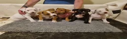 American Bully dogs for sale: OPEN TO OFFERS! ABKC ready now! - Advert 16
