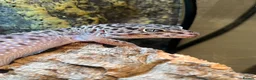 Leopard Gecko reptiles for sale: Rehoming Leopard Gecko - Advert 8
