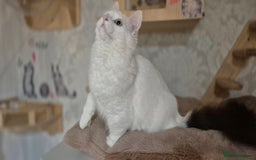Munchkin cats for sale: Pedigree Munchkin kittens  - Image 26