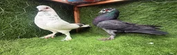 Pigeons birds for sale: Top Quality Strong Breeding Pair – Vaccinated - Advert 9