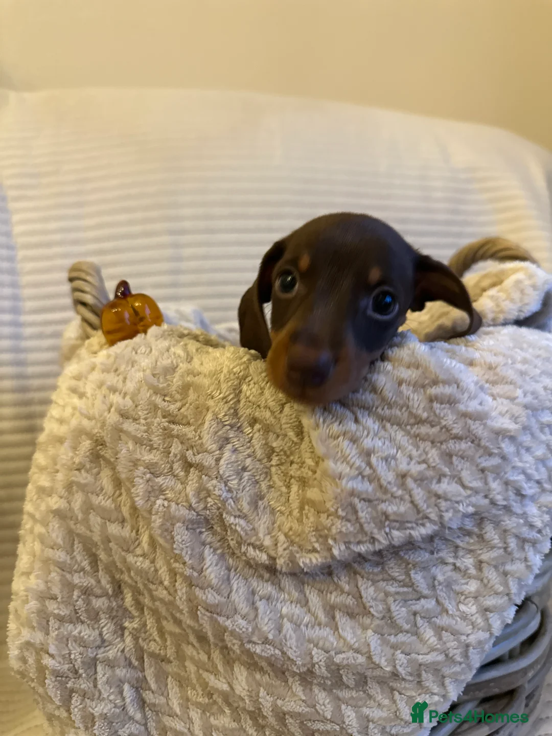 Miniature Dachshund dogs for sale: Exceptional minature daschunds  - Advert 2