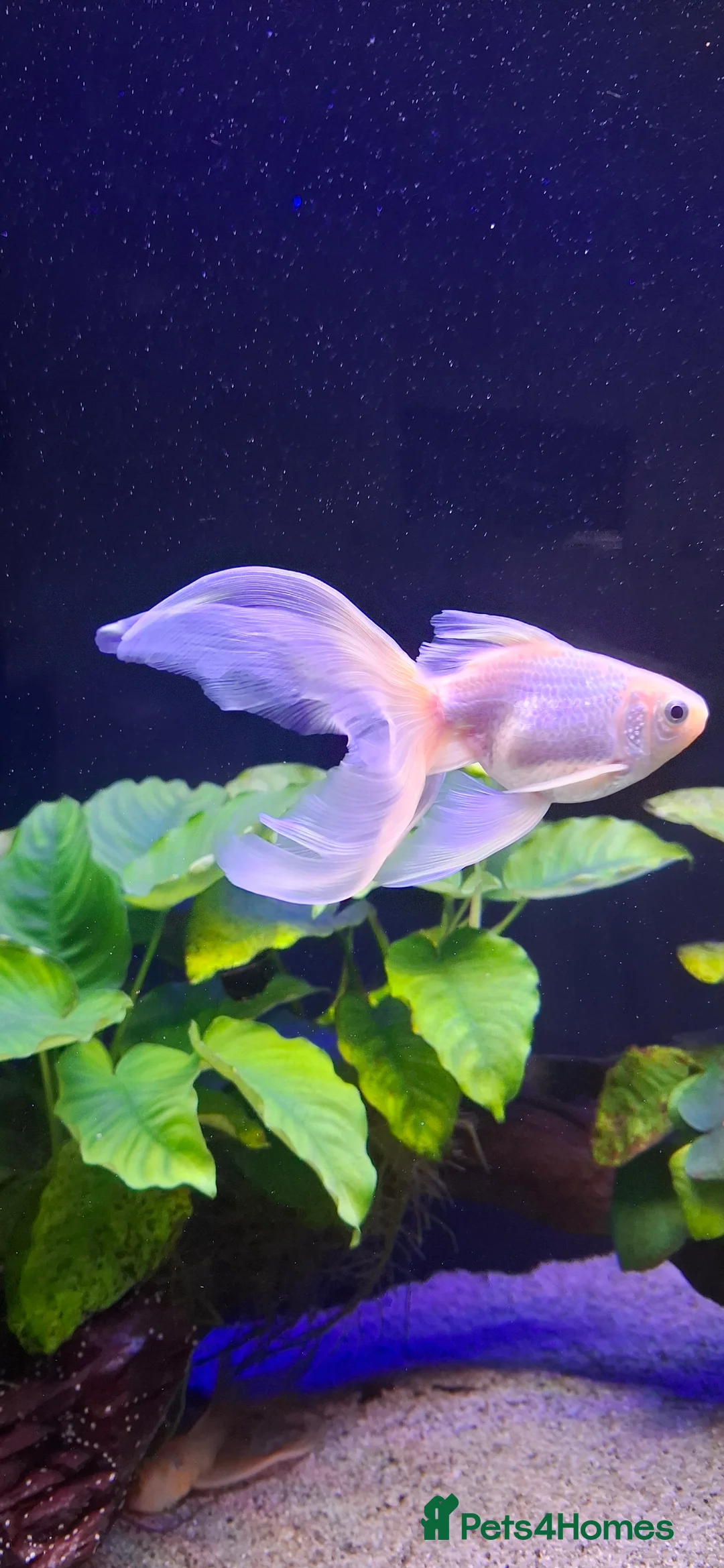 Goldfish fish for sale: Goldfish fancy oranda moor - Advert 10