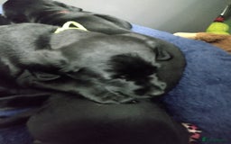 Labrador Retriever dogs for sale: Superb Active Family Dogs - Image 13