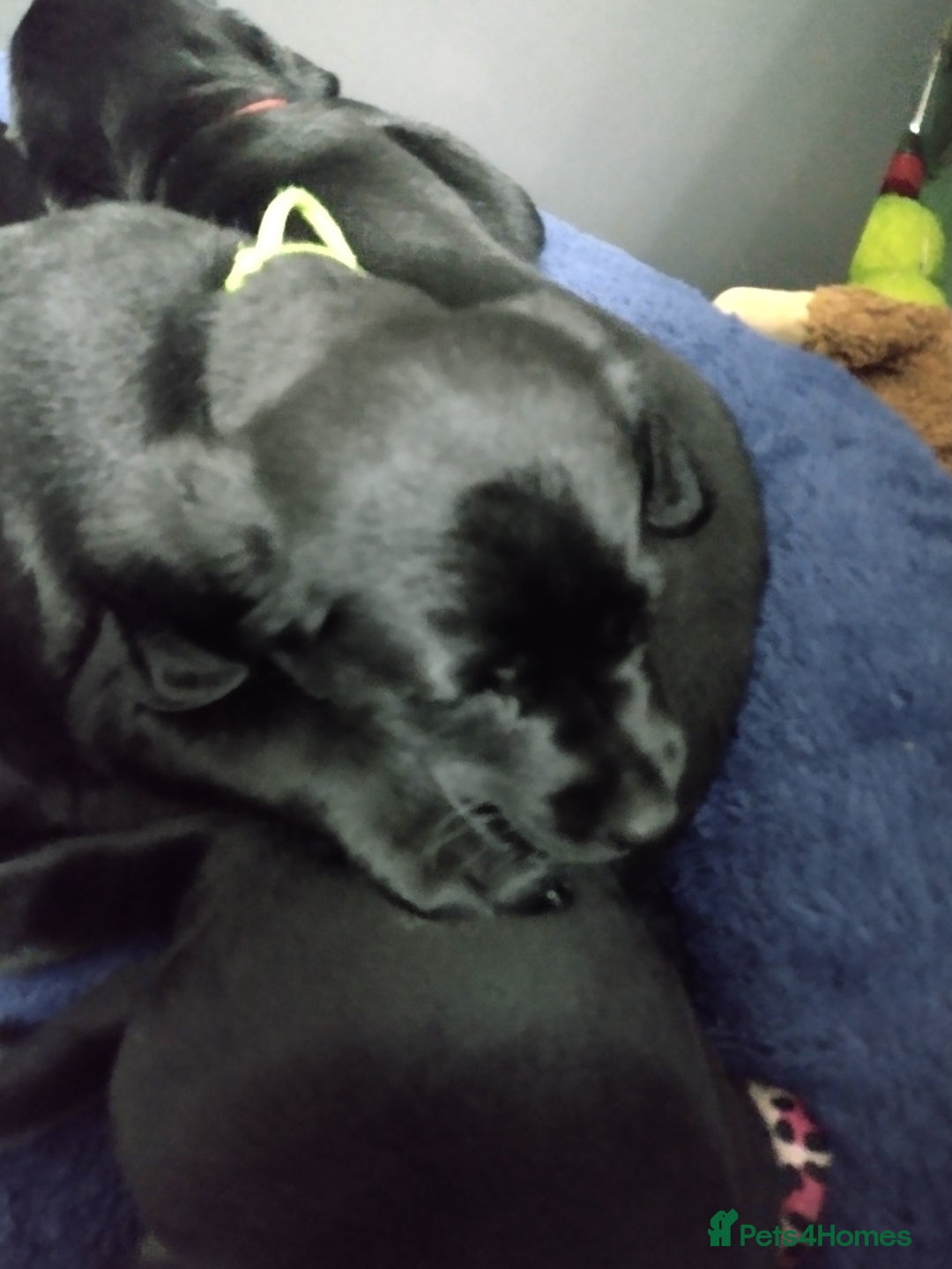 Labrador Retriever dogs for sale: Superb Active Family Dogs - Image 13