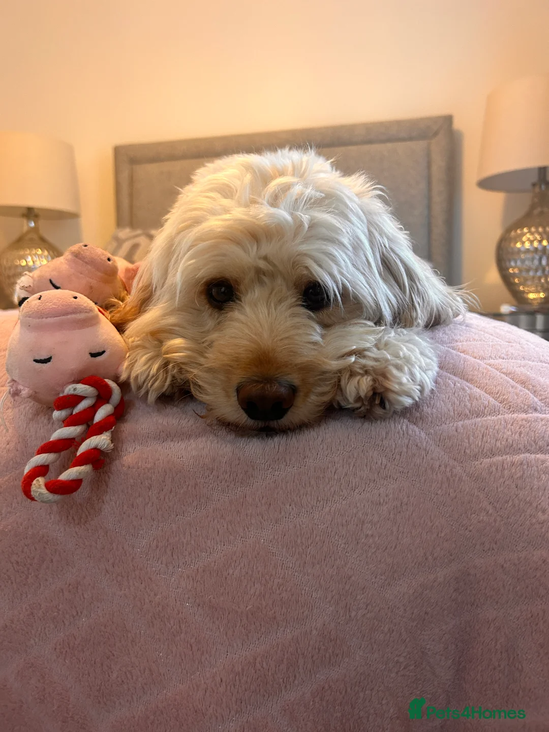 Cockapoo dogs for stud: Beautiful apricot cockapoo for stud in Hartlepool - Advert 16