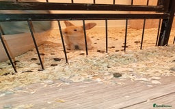 Continental Giant rabbits for sale: Continental giant - Image 6