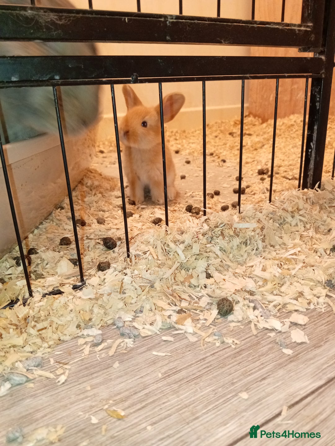 Continental Giant rabbits for sale: Continental giant - Image 6