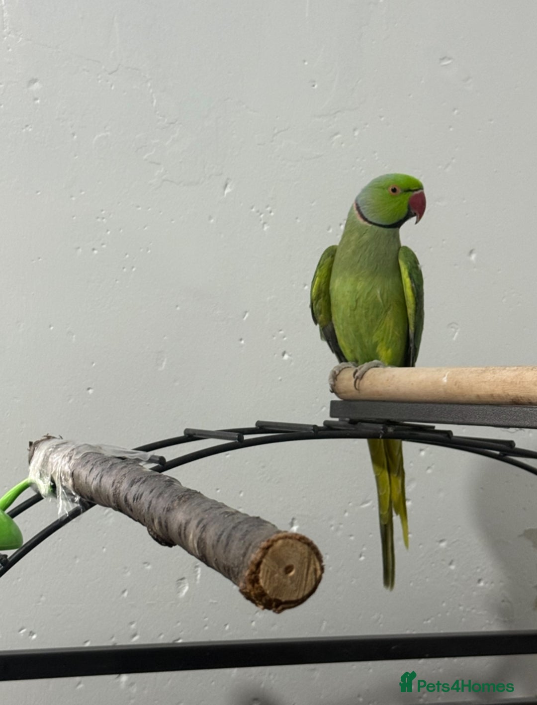 Ringnecks birds for sale: Male Indian ringneck - Advert 5