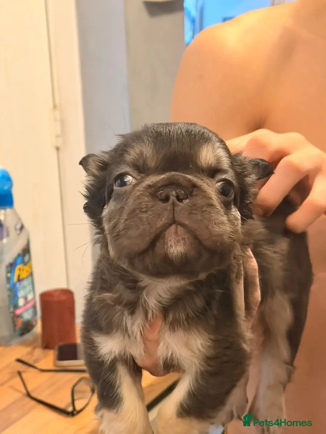 French Bulldog dogs for sale:  💙🦁Fluffy visual French bulldog Reduced!!🏡 - Advert 7