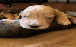 Cockapoo dogs for sale: F1 Cockapoo puppies, KC parents, health tested! - Image 20
