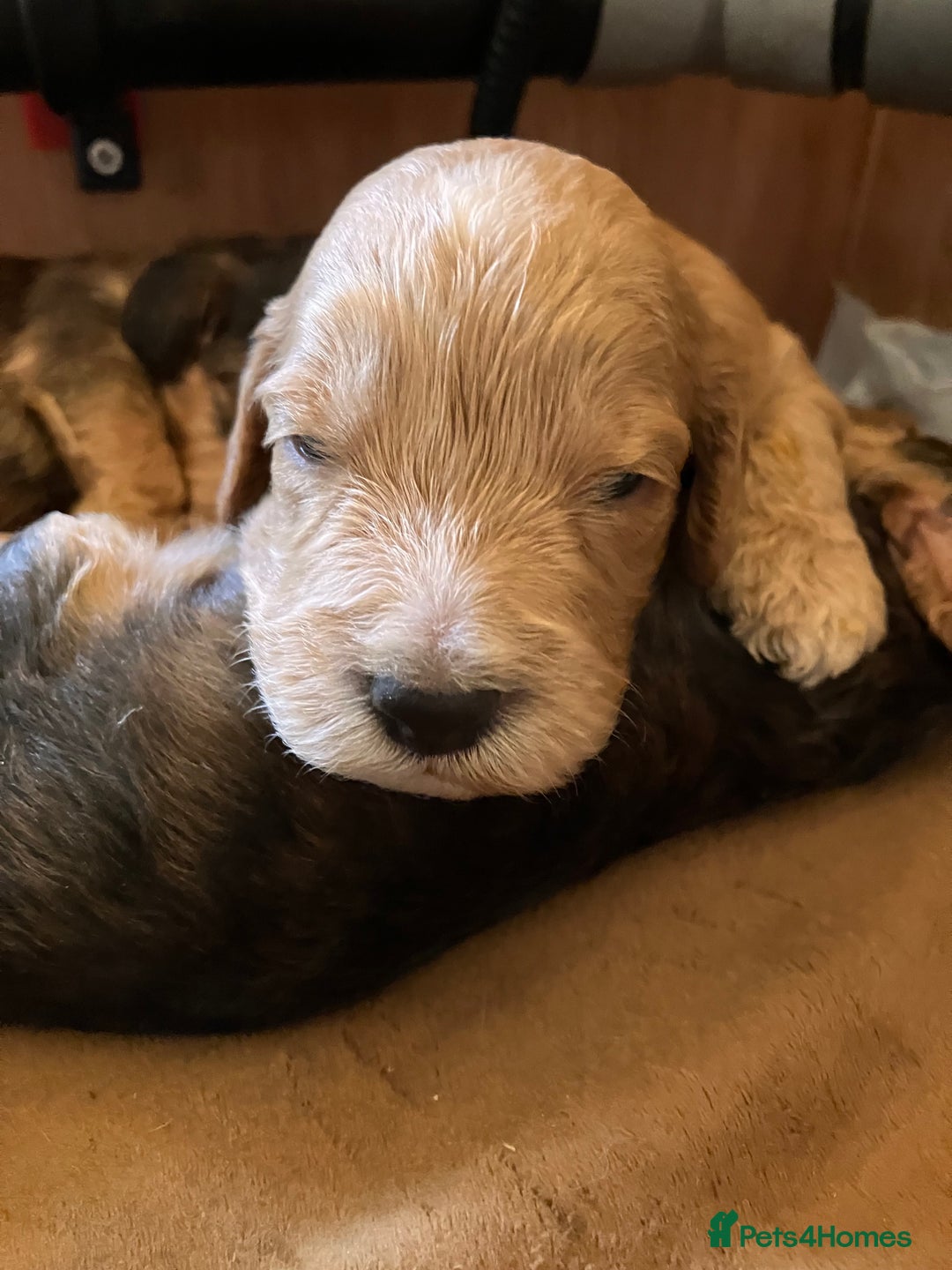 Cockapoo dogs for sale: F1 Cockapoo puppies, KC parents, health tested! - Image 20