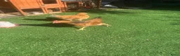 Mixed Breed poultry for sale: Chicken  - Advert 1