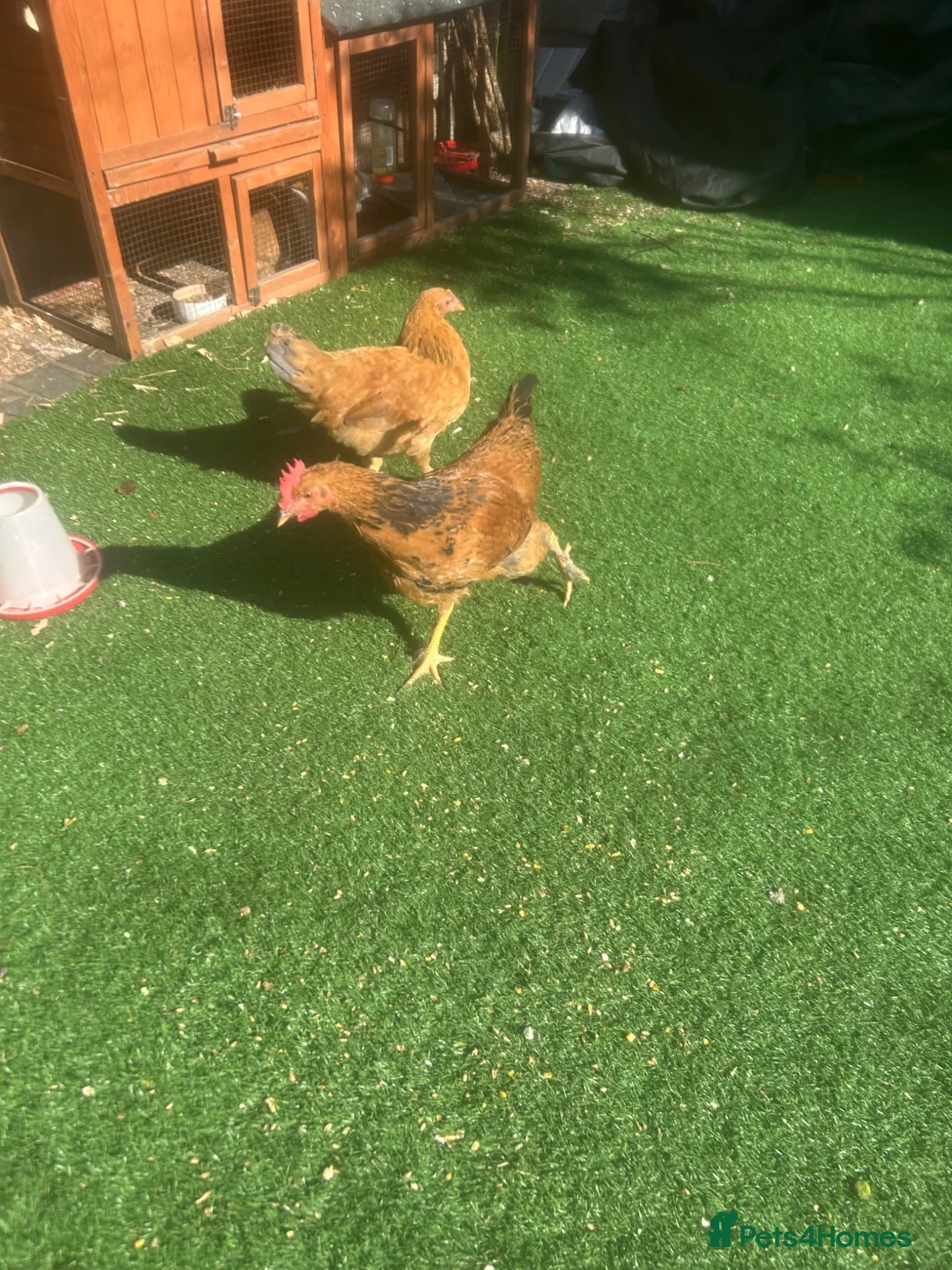 Mixed Breed poultry for sale: Chicken  - Advert 1
