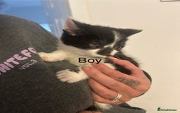 Mixed Breed cats for sale: 6 adorable kittens with different prints - Image 5