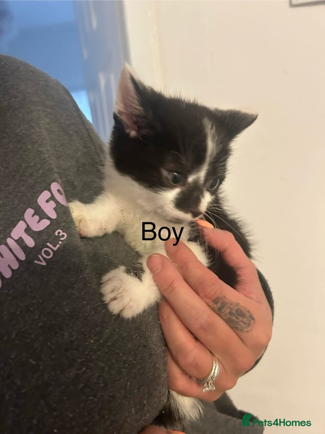 Mixed Breed cats for sale: 6 adorable kittens with different prints - Image 5