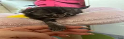 Mixed Breed cats for sale: Mainecoon/Ragdoll kittens  in Winscombe - Advert 9