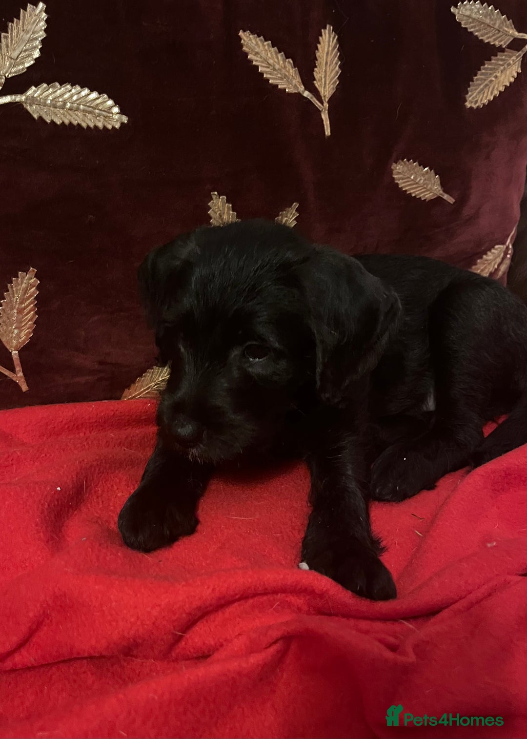 Jackapoo dogs for sale: ✨ Gorgeous Jackapoo puppies ready to leave now ✨ - Advert 13