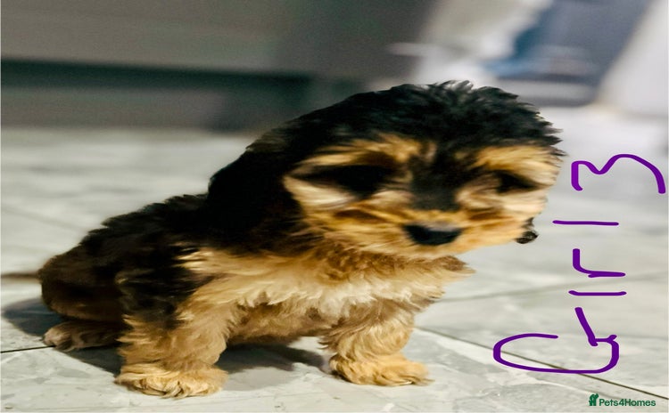 Cockapoo dogs - Advert 4
