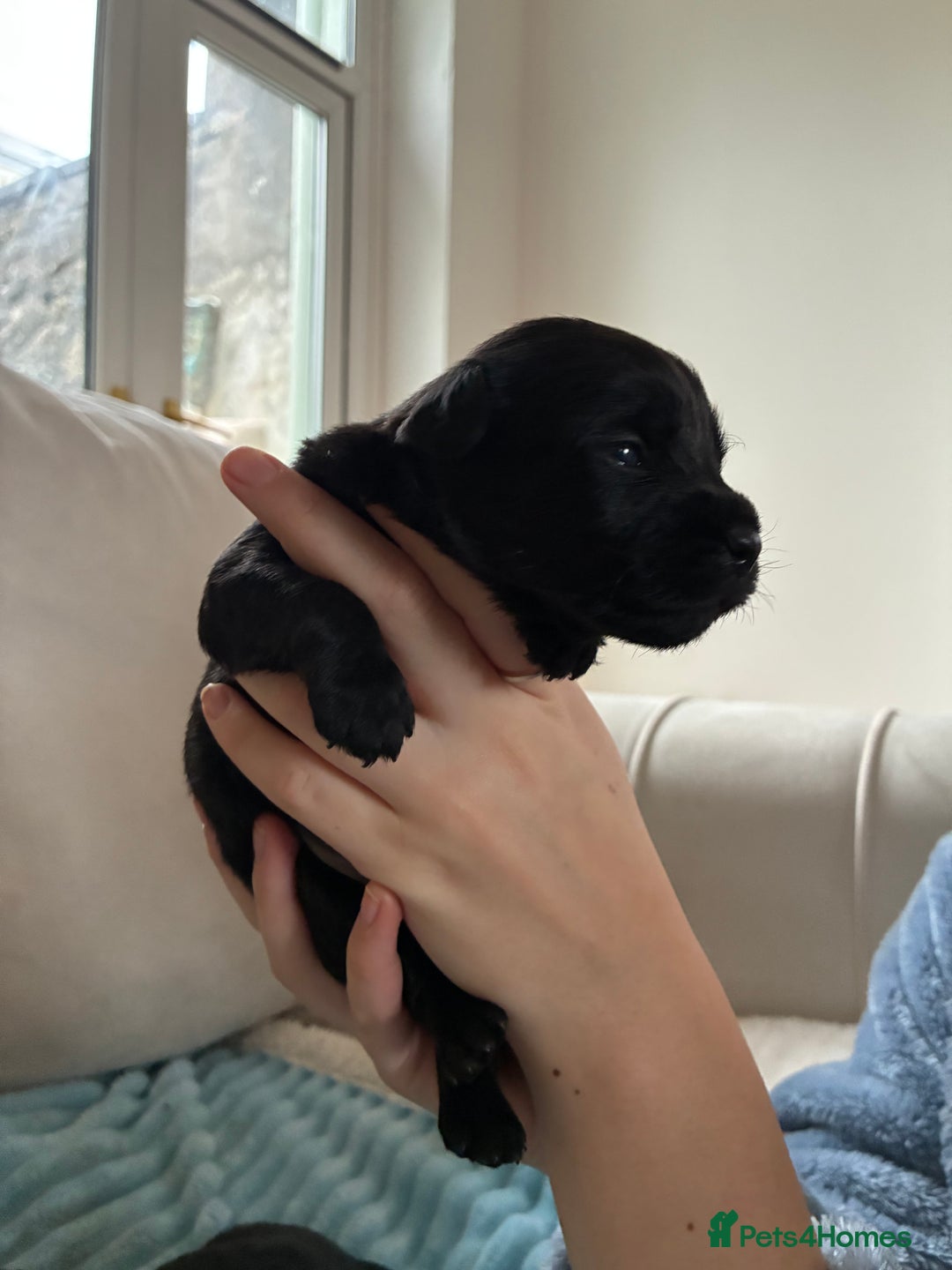 Patterdale Terrier dogs for sale: Patterdale pups  - Advert 13