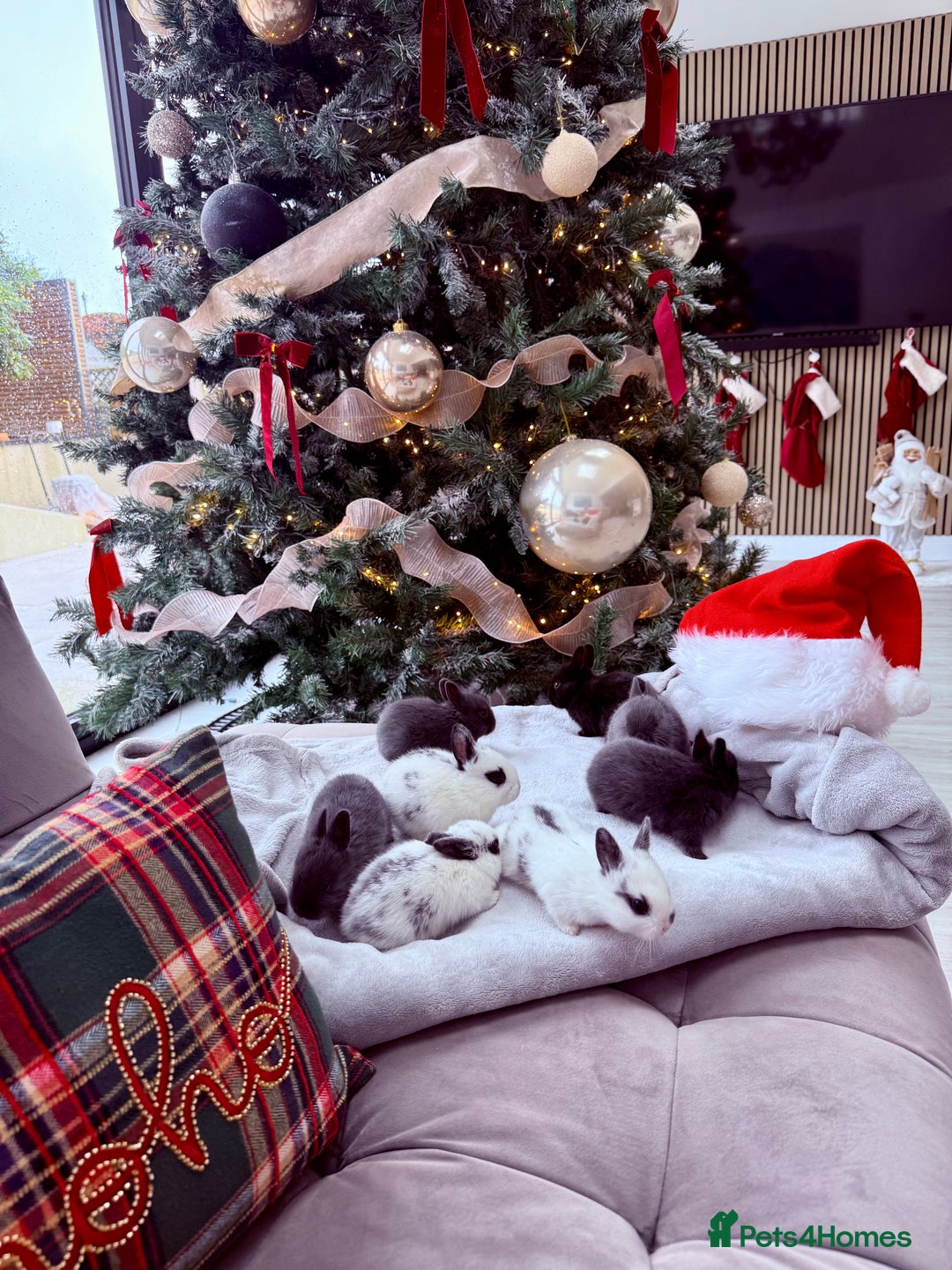 Mixed Breed rabbits for sale: Mixed Mini Rex breed  - Advert 1