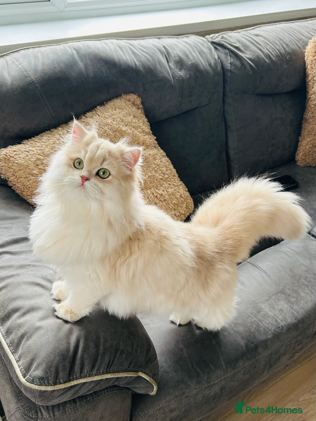 British Longhair cats for sale: Stunning Rare Golden Lilac Kitten  - Advert 1