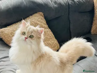 British Longhair cats Stunning Rare Golden Lilac Kitten - Advert 6