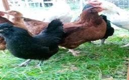 Chickens poultry for sale: Pullets/hens for sale - chickens in Hungerford - Image 5