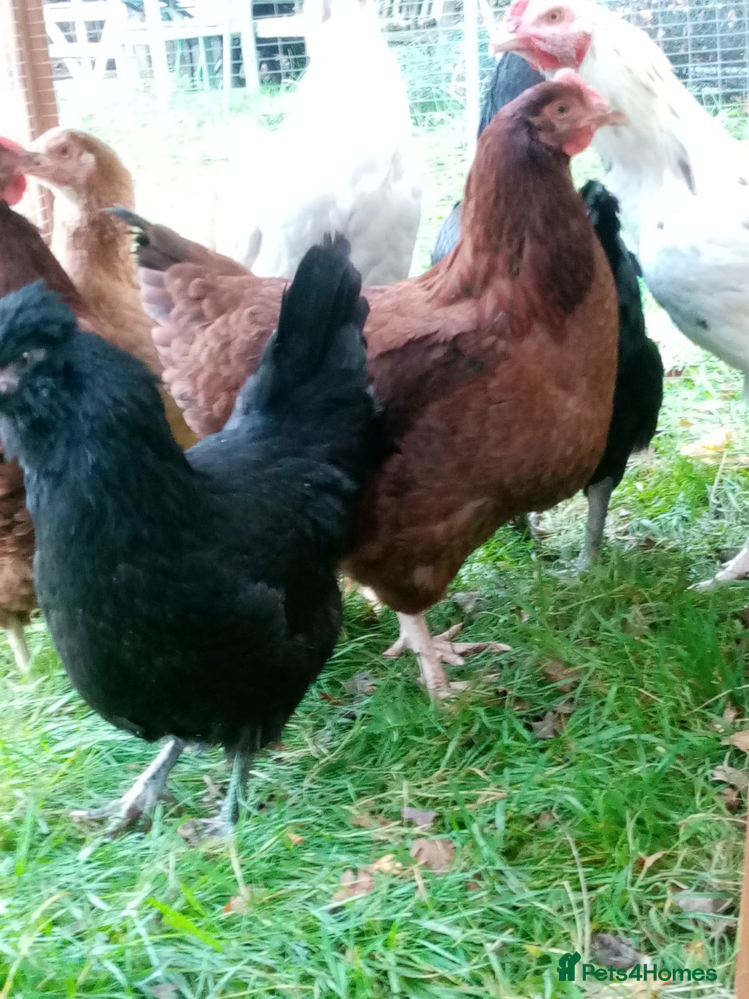 Chickens poultry for sale: Pullets/hens for sale - chickens in Hungerford - Image 5