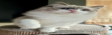 Ragdoll 1