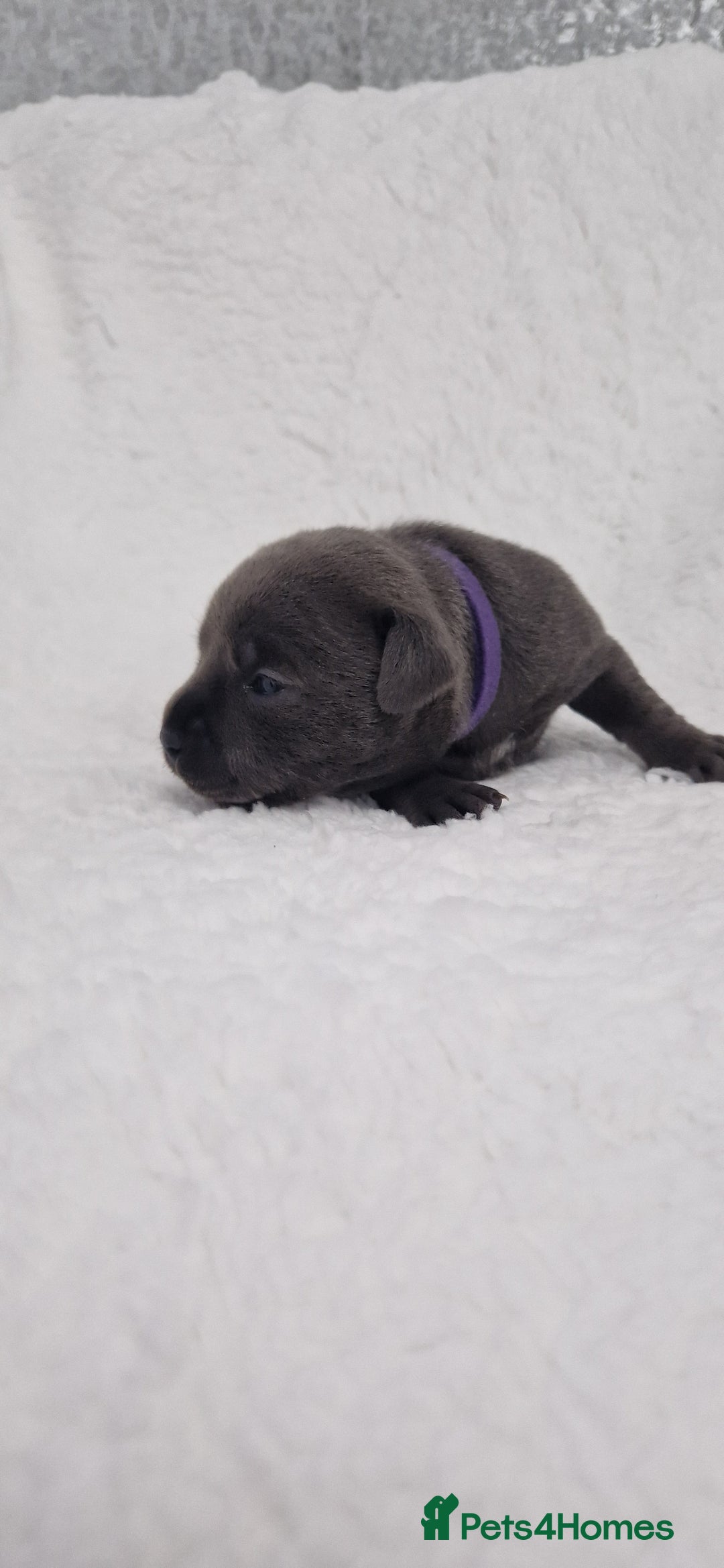 Staffordshire Bull Terrier dogs for sale: 4 Kc Reg Staffordshire Bull Terrier Females 🩷 - Advert 19