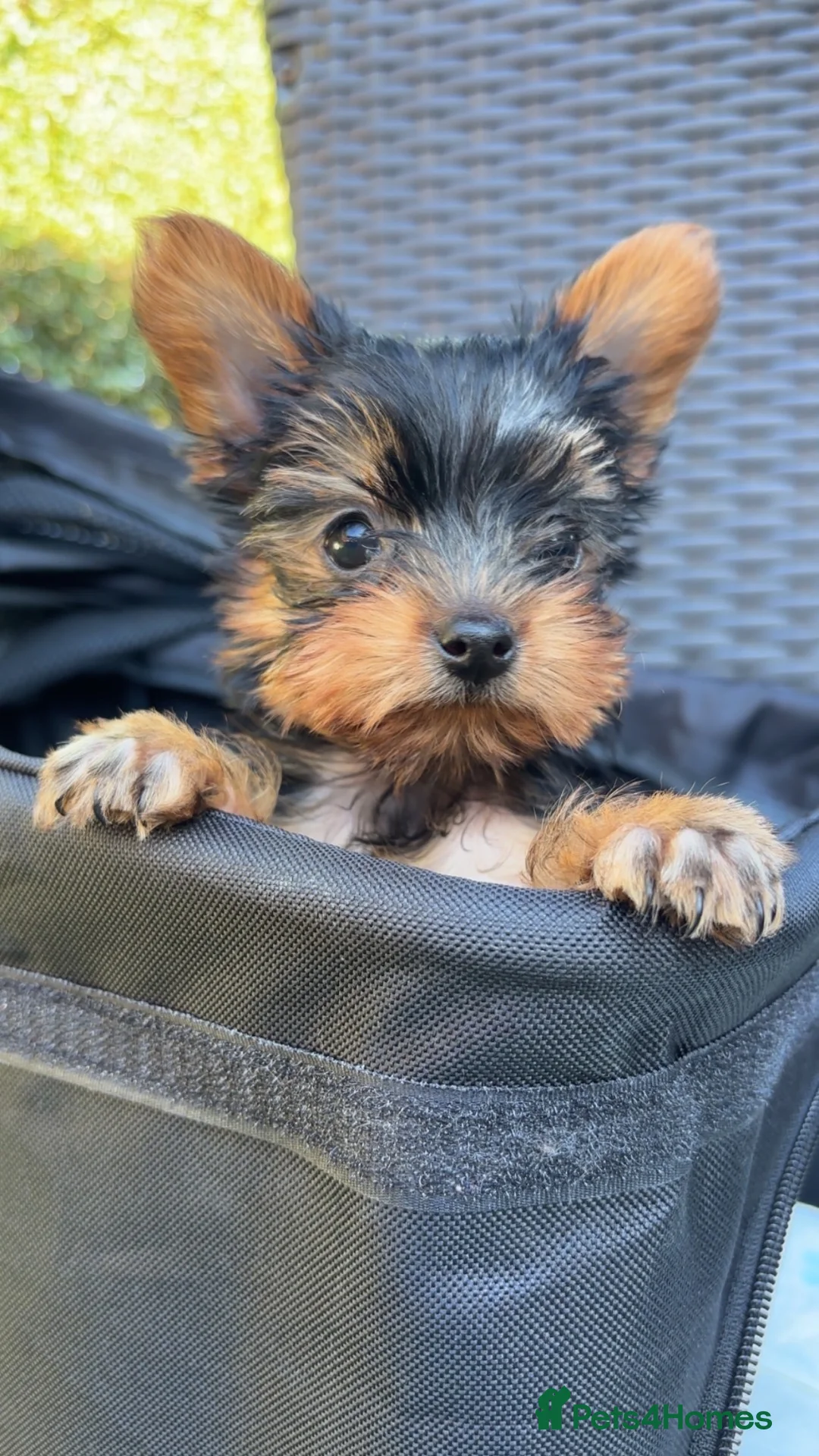 Yorkshire Terrier dogs for sale: 2x Tiny Yorkshire Terrier Puppies - Advert 1