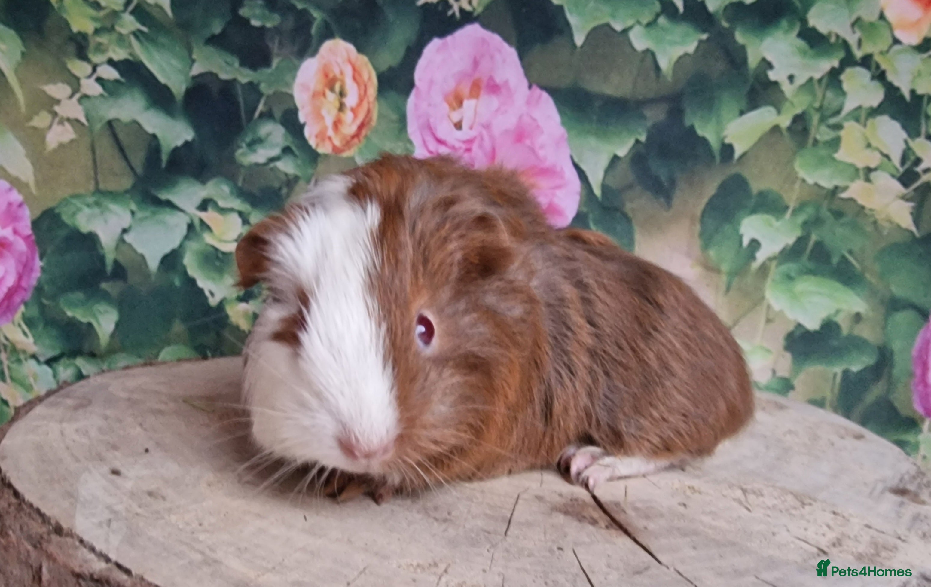 Guinea Pig rodents Mixed Guinea pigs available - Advert 12