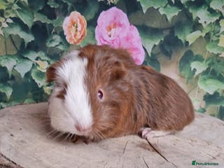 Guinea Pig rodents Mixed Guinea pigs available - Advert 11