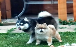 Pomsky dogs for sale: Very Tiny F4 Pomskys  - Image 8