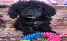 Cockapoo dogs for sale: Stunning mini cockapoo dna checked puppies - Advert 15