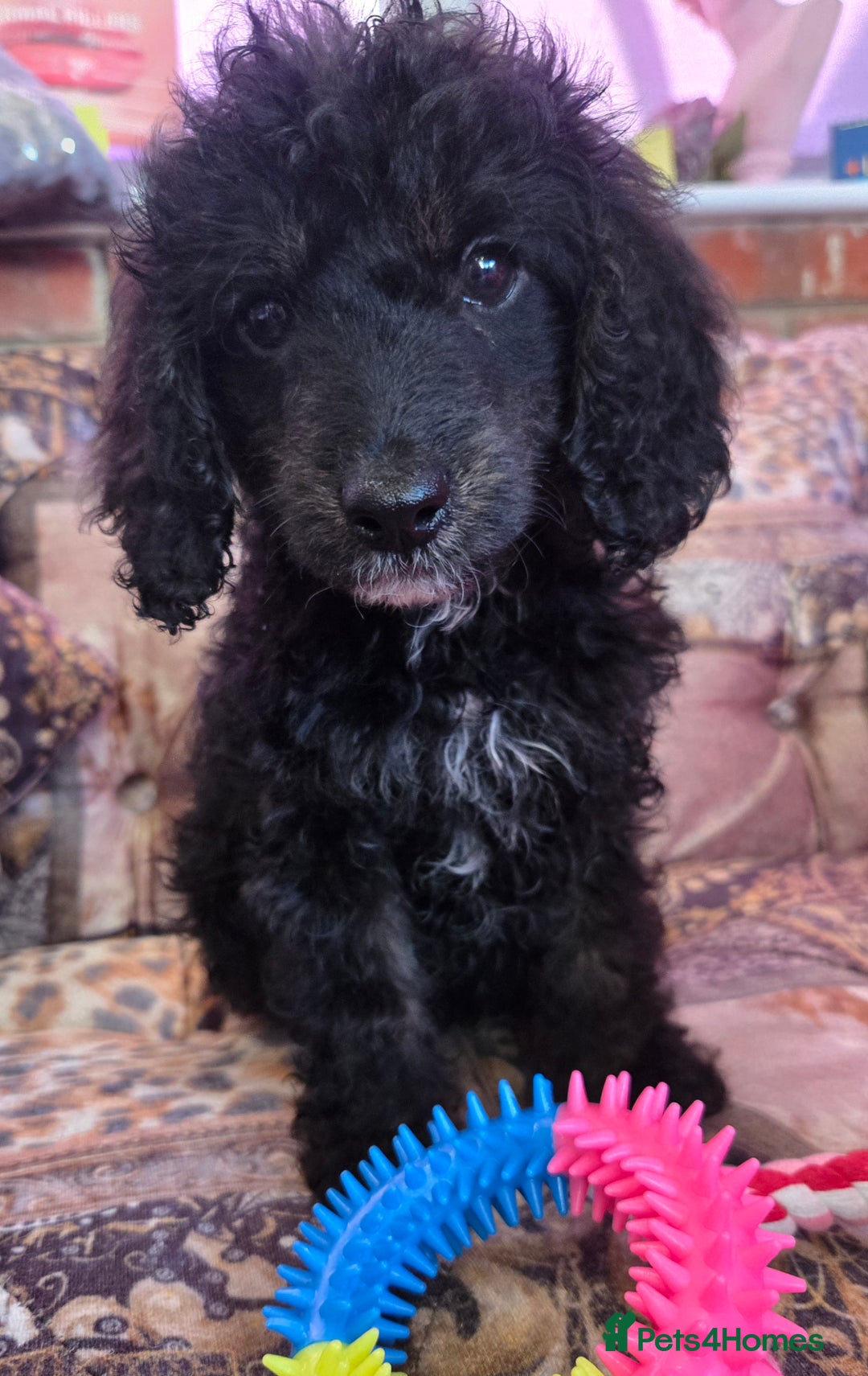 Cockapoo dogs for sale: Stunning mini cockapoo dna checked puppies - Advert 15
