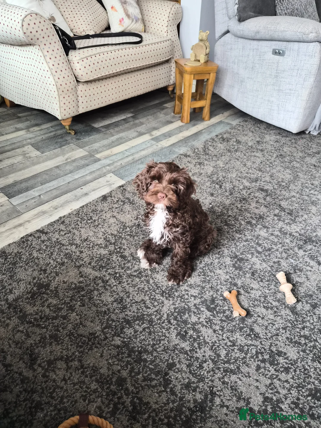 Mixed Breed dogs for sale: Lovely  Chocolate girl cavapoo  - Advert 2