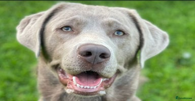 Labrador Retriever dogs - Advert 10