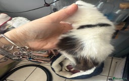British Shorthair cats for sale: ** Cute 1 x boy and 1 x girl kitten available  - Image 6