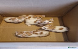 Mixed Breed cats for sale: Super fluffy ginger and white kittens  - Image 1