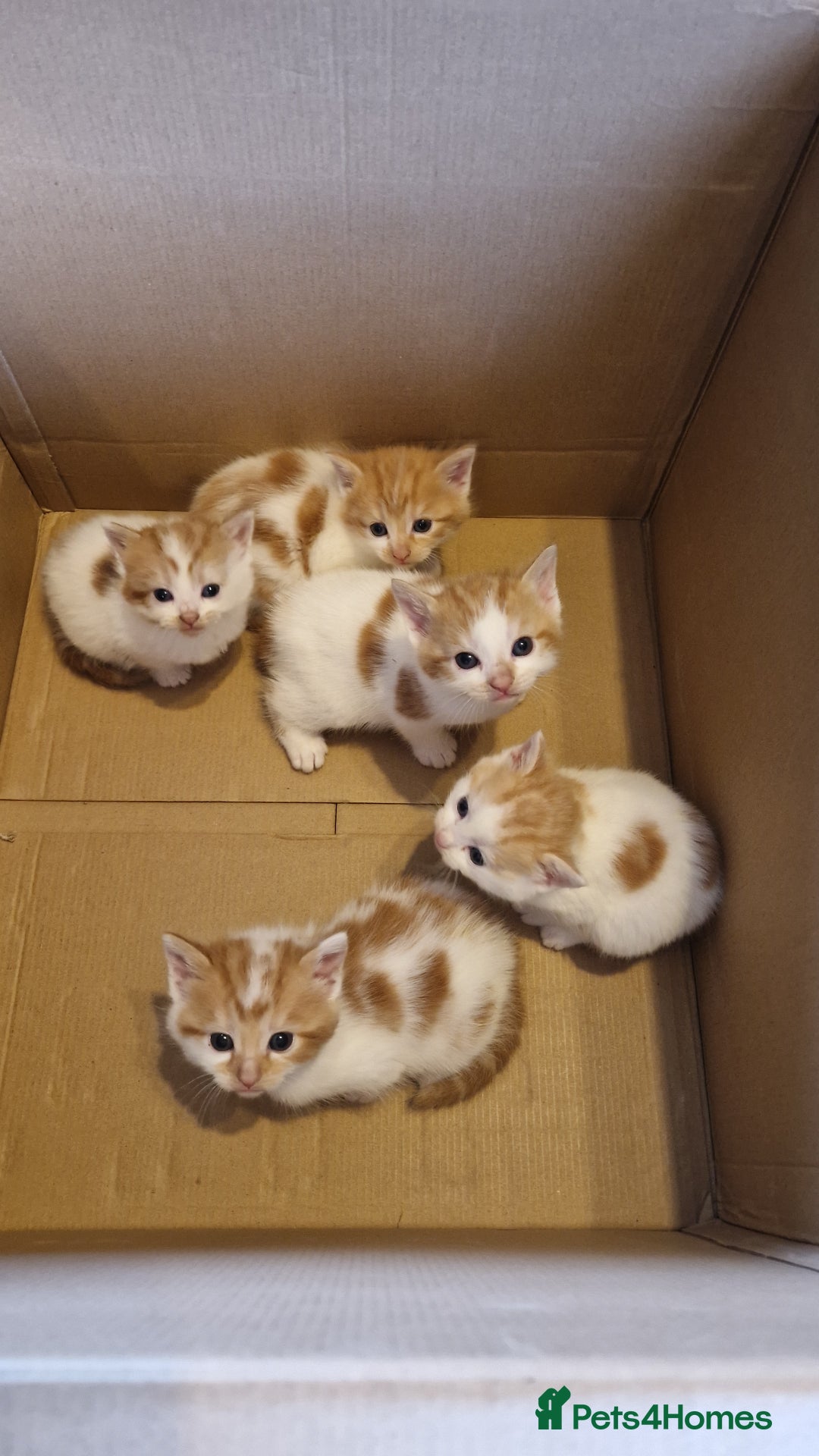Mixed Breed cats for sale: Super fluffy ginger and white kittens  - Image 1