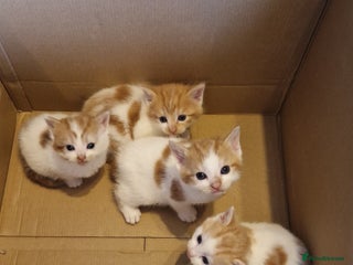 Mixed Breed cats - Advert 22