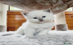 Ragdoll cats for sale: Beautiful Ragdoll Kittens - Image 2