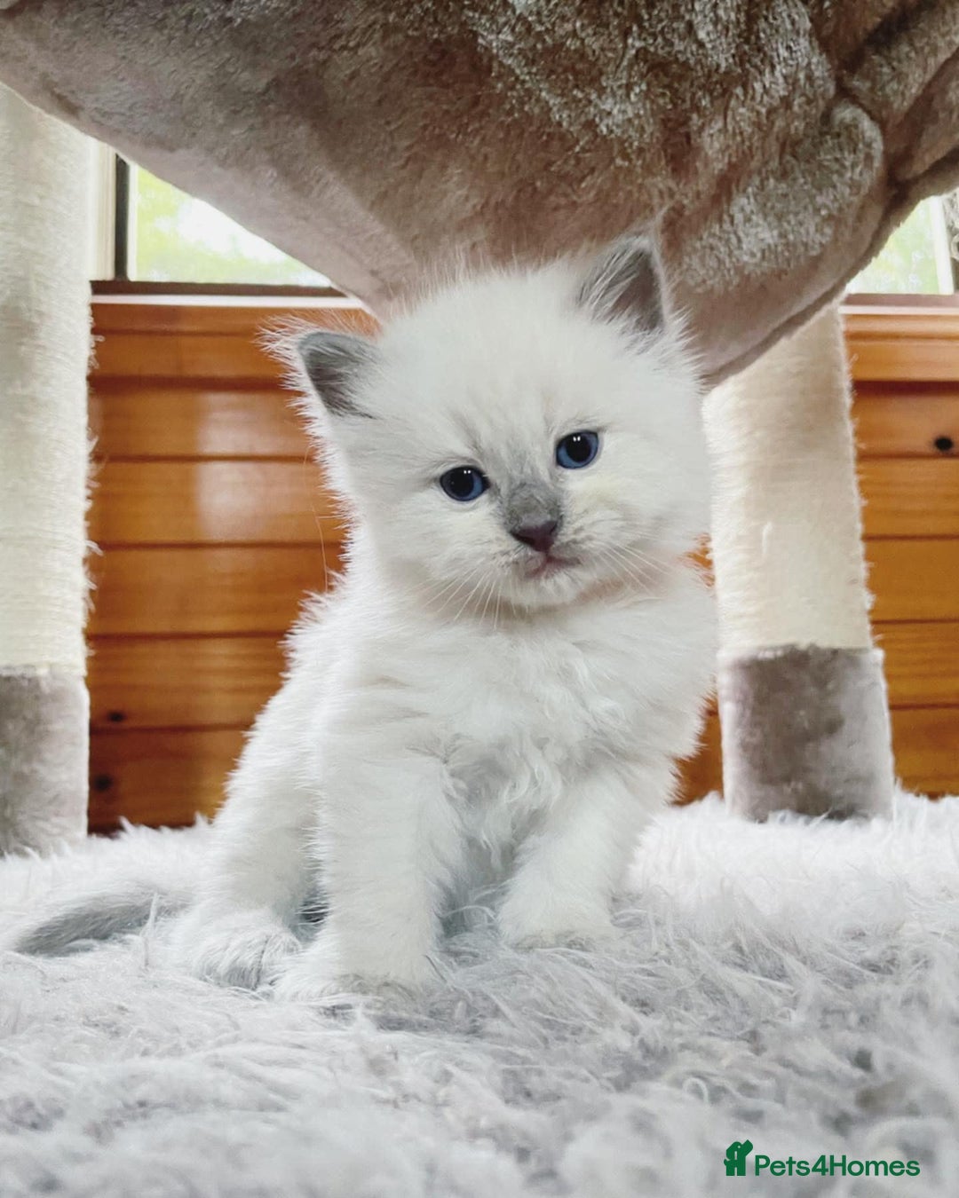 Ragdoll cats for sale: Beautiful Ragdoll Kittens - Image 2