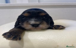 Cocker Spaniel dogs for sale: Show Cocker Spaniel’s  - Image 18
