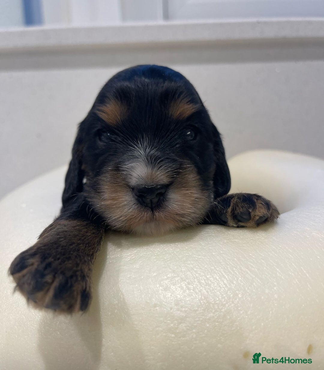 Cocker Spaniel dogs for sale: Show Cocker Spaniel’s  - Image 18