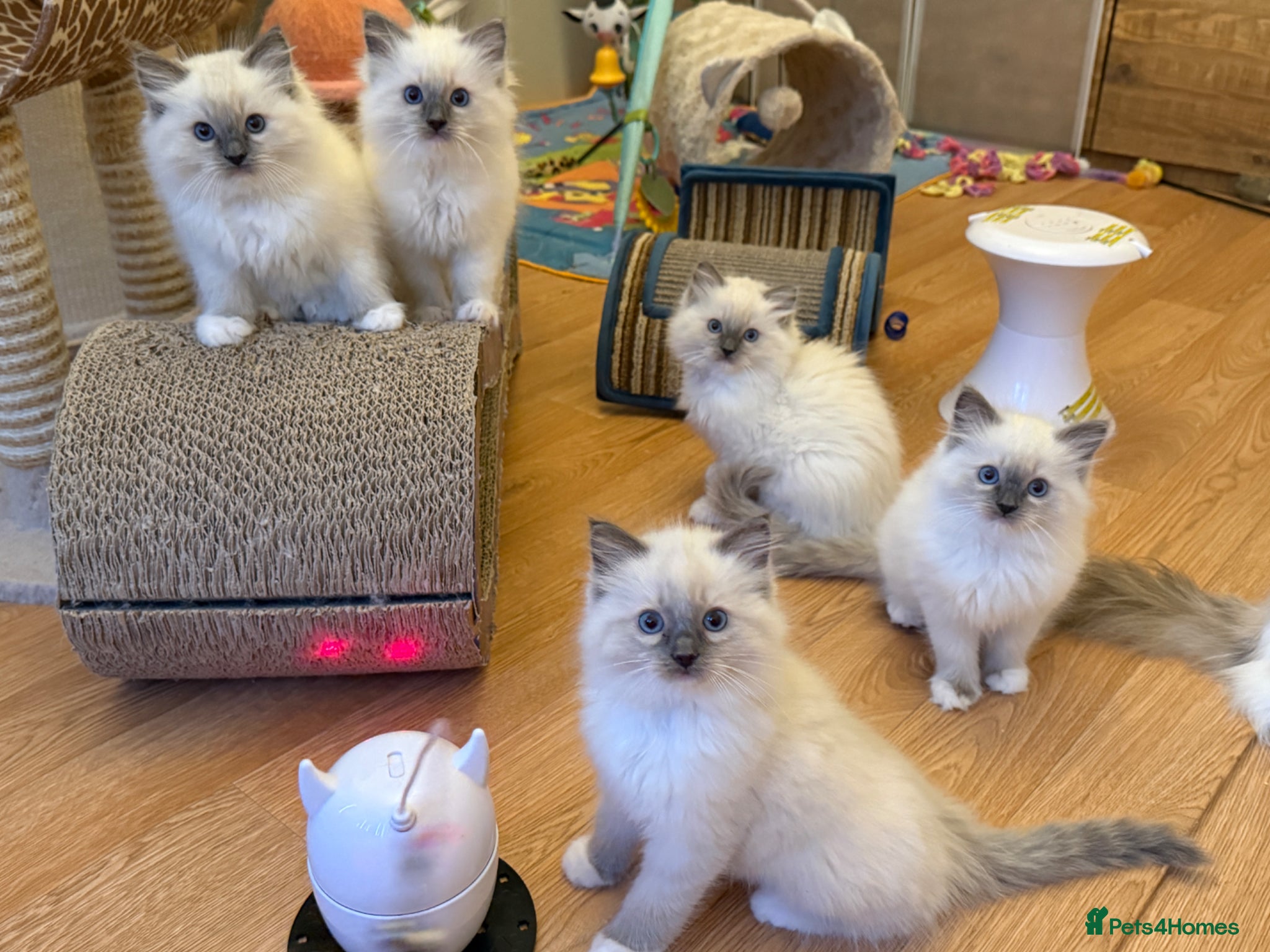 Ragdoll cats GCCF Registered Ragdoll Kittens - Advert 1